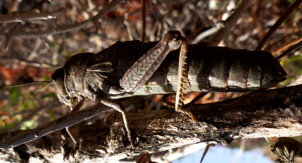 Pamphagus ortolaniae  (Pamphagidae)